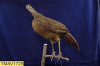 藍腹鷴藏品圖，第6張